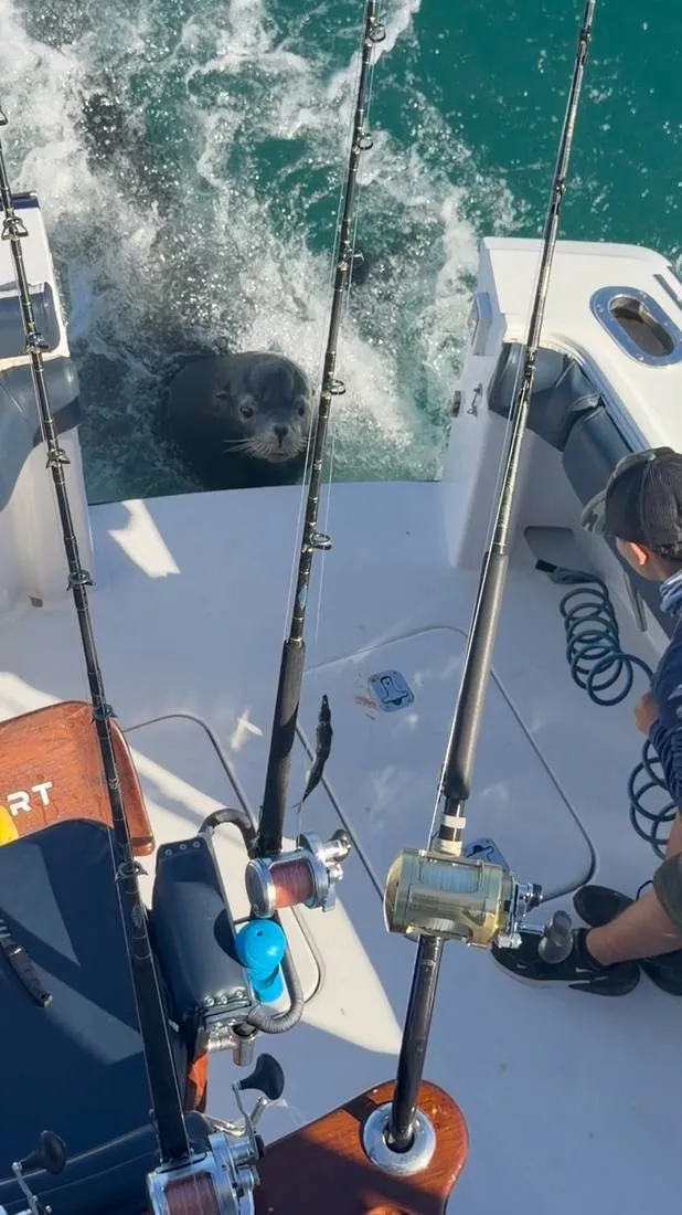Offshore fishing catch aboard Lion Heart luxury charter Cabo San Lucas