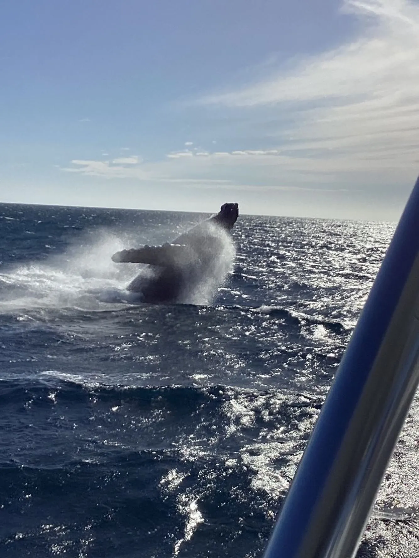 Humpback whale breaching during whale watching tour from Lion Heart charter boat Cabo San Lucas